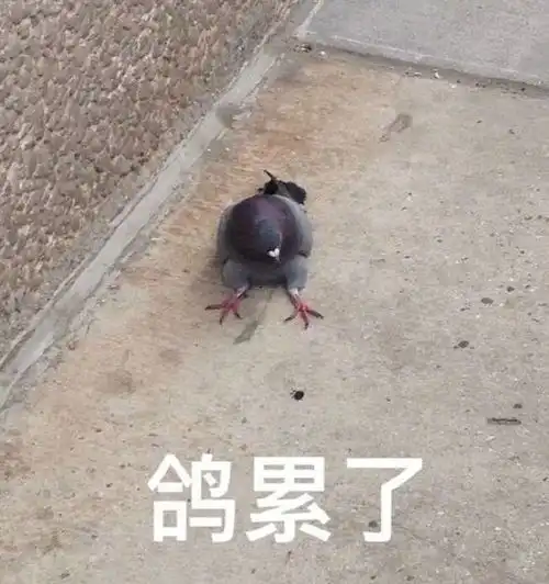分享无水印鸽子表情包我是一个没有感情的鸽手