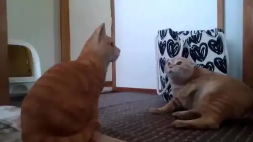 主人买回来一个假猫咪,橘猫信以为真,它的表情真逗