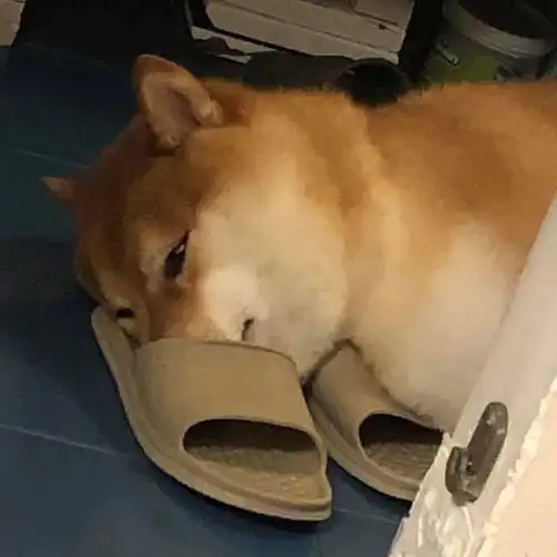 柴犬果然是表情包界的扛把子,有照片为证