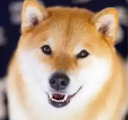 一只连喝水都在笑的柴犬,拥有260万粉丝,用笑容治愈了无数人