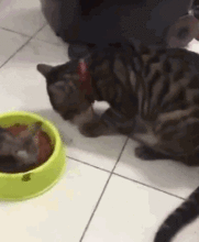 小奶猫在吃猫粮,猫妈也想吃