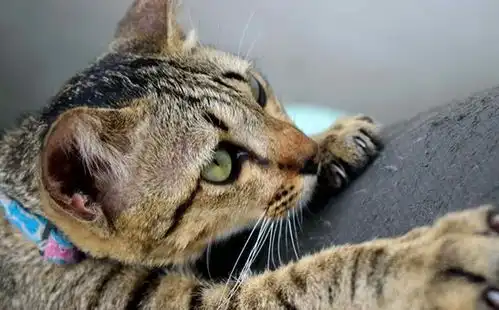 猫咪还能用嘴巴闻味嘴中犁鼻器嗅到喜欢的味道,爱猫秒变表情包