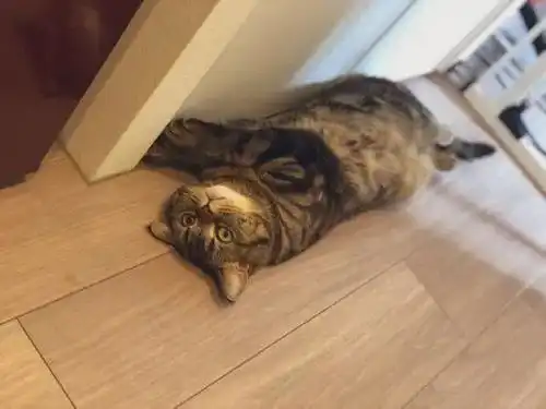 你也是个人了主人偷吃猫粮,喵星人震惊脸走红网络