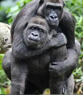 故事地盘保卫战黑猩猩誓死捍卫自己的家园