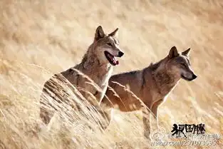 人,还是要有些敬畏狼图腾影评