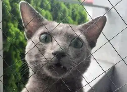 猫咪出门一夜未归,主人为惩罚它将门关紧,猫咪回来这表情简直了