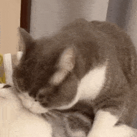网红猫咪土豆表情包第四十弹