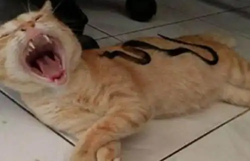 把蛇放在猫咪肚子上,猫咪醒来后被吓得都不跟我玩了