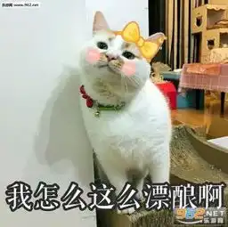 楼楼猫表情包大全网红猫楼楼gif静态图大全下载高清无水印乐游网手机...