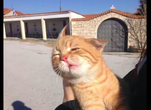 主人带橘猫出去,结果它的脸都被风吹变形了,狰狞表情太可爱
