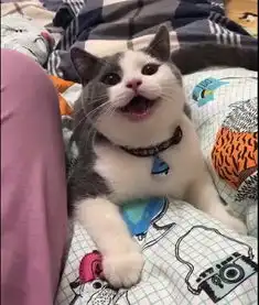 猫咪一天都是这个表情,主人怀疑它智商有问题,网友哈士奇转世