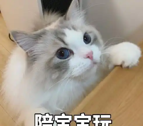 超萌小猫咪在线怼人虽然你不能长高了,但是你可以继续胖啊