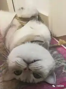 猫咪太调皮,主人忍无可忍五花大绑手脚,猫咪的表情令主人崩溃
