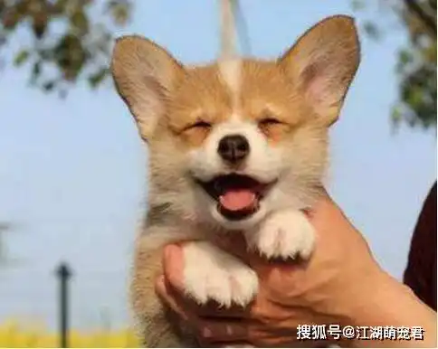 金毛犬最听话不瞒你说,这5种狗狗也很听话