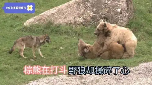 两只棕熊在打斗,野狼觉得不够激烈,趁机咬上一口添把火