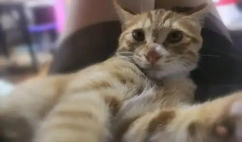一些我喜欢的猫猫的瞬间