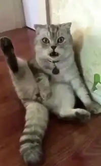 猫咪绝育后突然反应过来,内心一直接收不了这样的结果