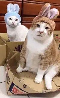 这只猫没有任何表情,却成了最火的表情包