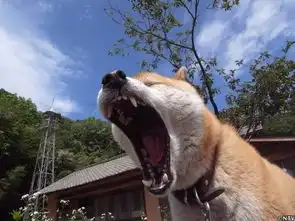 我的表情包去世了再见,小柴