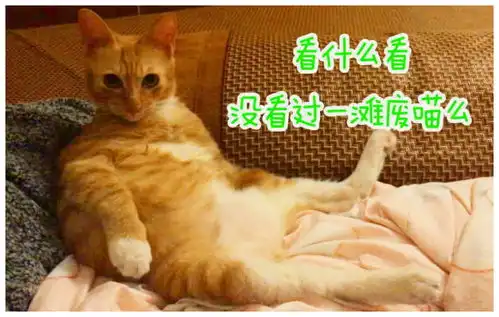 猫咪动了个宫廷手术,母猫想和它温存,场面让主人后背发凉