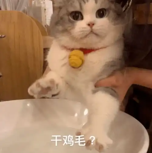 拖地猫表情包我要看看是谁在搞我