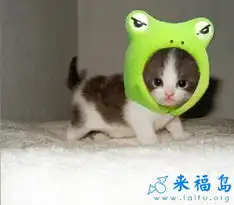 毛毛mtime时光网