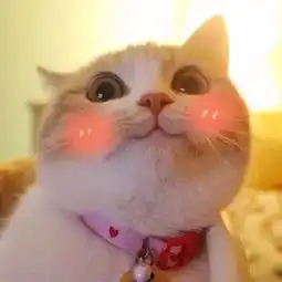 表情包丨小萌猫bobi,你就是我的小天使