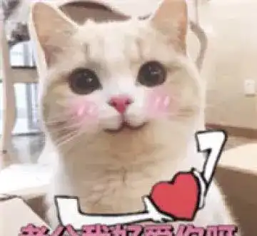 猫咪为什么不喜欢人的亲吻离我远点