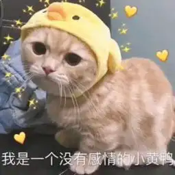 dz小优米照片dz小优米相册大全yy官方