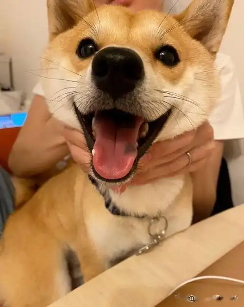 柴犬挨批,主动进笼子反省没一会儿就想溜,被发现后表情笑喷
