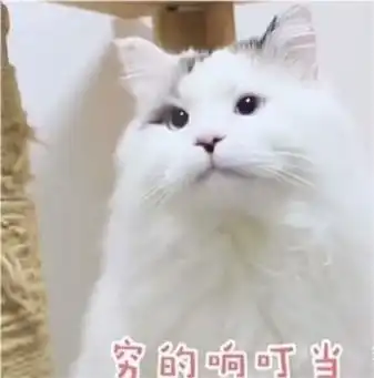 表情包生活不易,猫猫叹气