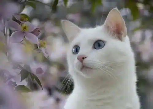 猫咪夜不归宿,被主人关门外,表情让人笑喷快给本喵开门