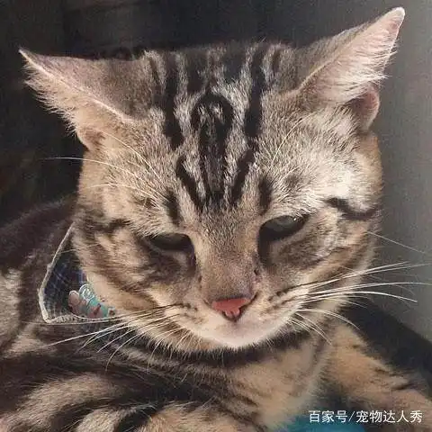 主人偷偷给猫做绝育,当晚被发现,猫咪的表情让铲屎官害怕