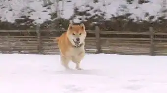 我的表情包去世了再见小柴