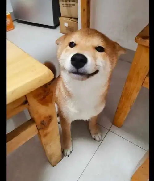 主人教育犯错的柴犬,但看到它的表情,好想打它呢