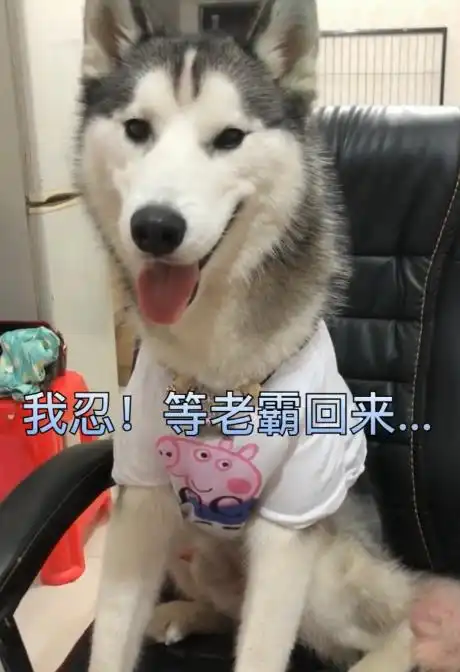 哈士奇穿了小猪佩奇衣服出门还是被揍,回家后被一顿数落