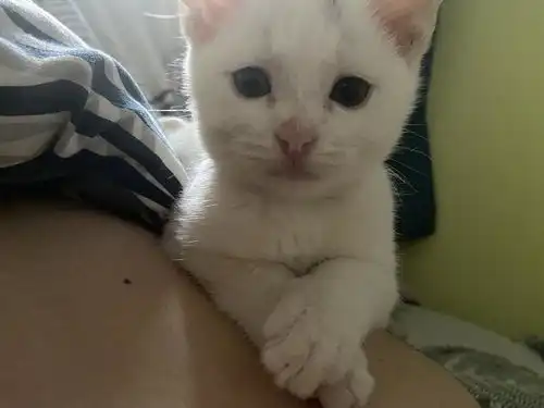 猫咪表情包大赛哈哈