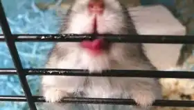 突然长大的米糕