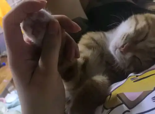 一些我喜欢的猫猫的瞬间