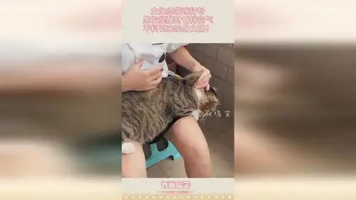 女生给猫咪打针,男友提醒针管排空气,不料引来杀身之祸