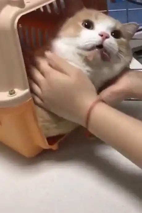 猫咪刚做完绝育,这个表情太逗了