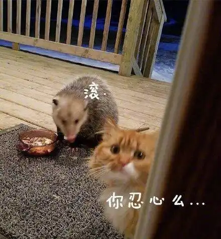 猫咪惨遭负鼠抢食,只能卖萌求助,网友一起吃了呀