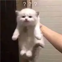 超萌猫咪表情包带字大全萌化了的猫咪表情包