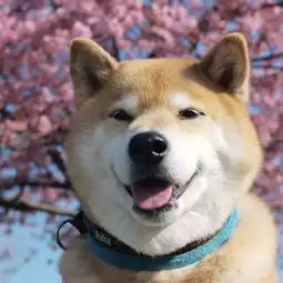 春暖花开,你带自家狗狗去踏春了吗