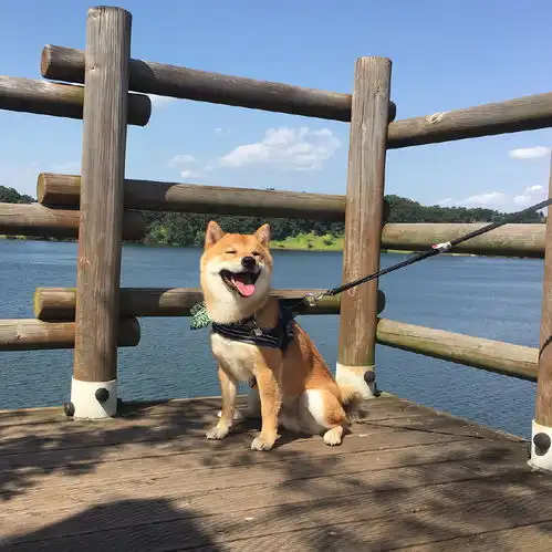 不愧是汪界表情包之祖,柴犬贱萌的微笑可以说是独一无二的了