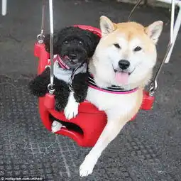 柴犬荡秋千萌翻灿烂笑容瞬间萌化你的心