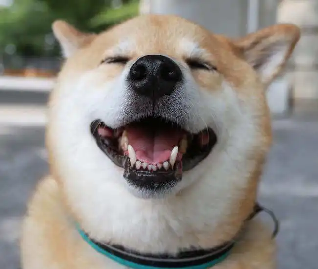 柴犬对人笑容甜美,对其他狗狗它可没这么客气