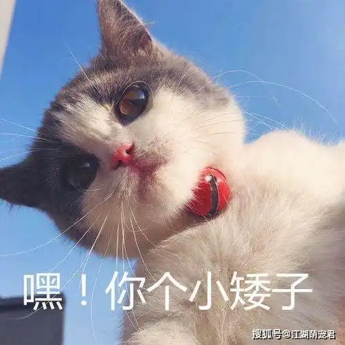 别看有些人表面上风光无限,其实背地里连只猫都没有