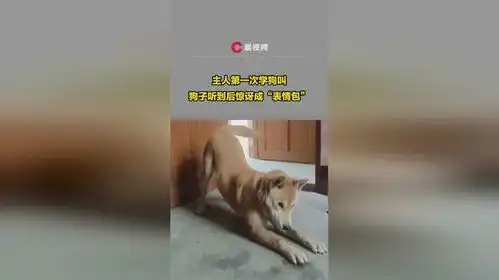 主人第一次学狗叫,狗子听到后惊讶成表情包
