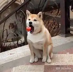 贴在手账里的照片拿什么纸打印更好呢